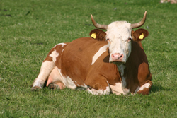 Cow